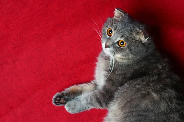 Scottish Fold Cat Lies Red Sofa — Stock Photo, Image