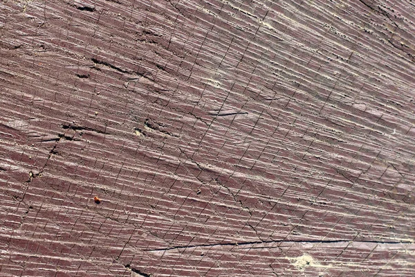 Tekstur Tunggul Kayu Dari Pohon Yang Ditebang Lama Latar Belakang — Stok Foto