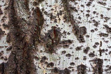 Ağaç kabuğunun arka planı beyaz ve kahverengi renkler