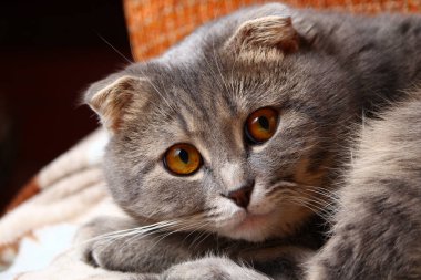 Gri renkli güzel ve zeki İskoç kedisi, şık bir cins. Tetikte olma hissi