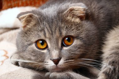 Gri renkli güzel ve zeki İskoç kedisi, modaya uygun bir cins. Yatağın üzerinde duruyor..