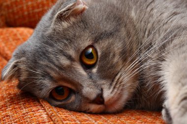 Gri renkli güzel bir İskoç kedisi, modaya uygun bir cins. Erteleme