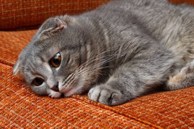 Gri renkli güzel bir İskoç kedisi, modaya uygun bir cins. Aylaklık duygusu.