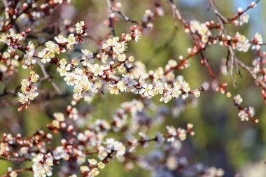 Bahar çiçekli meyve ağaçları, arka plan