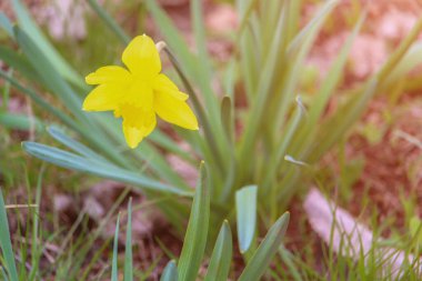 Sarı yabani orman nergisi. Yakından, tonlu.