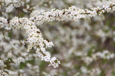 Baharın başlarında çiçek açan bahçe ağaçlarının dalları