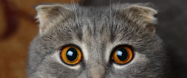 Beautiful cat of fashionable breed Scottish fold, hungry eyes close-up