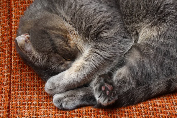 灰色の色の美しいスコットランドの折り目の猫 ファッショナブルな品種 彼の足で鼻を覆って眠る — ストック写真