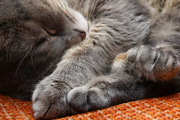 Beautiful Scottish Fold Cat Gray Color Fashionable Breed Sleeping Sweet — Stock Photo, Image