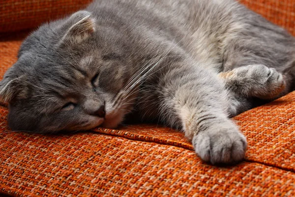 Beautiful Scottish Fold Cat Gray Color Fashionable Breed Sleeping Sweetly — Stock Photo, Image