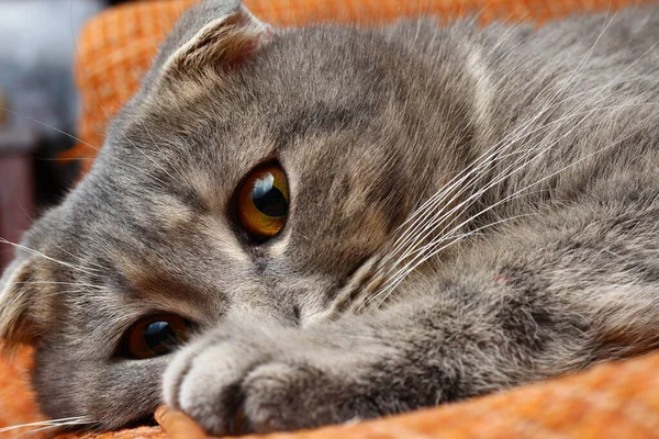 Vacker Skotsk Fold Katt Grå Färg Fashionabla Ras Löpande Ansikte — Stockfoto