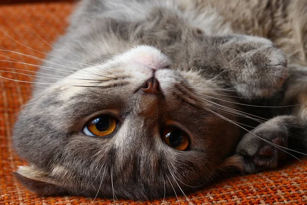 Beautiful Scottish Fold Cat Gray Color Fashionable Breed Лежа Вверх — стоковое фото