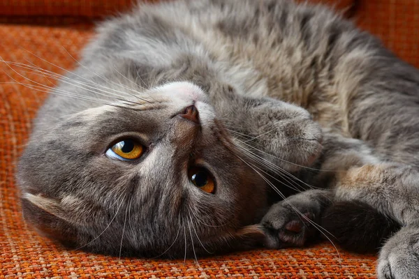 Beautiful Scottish Fold Cat Gray Color Fashionable Breed Lying His — Stock Photo, Image