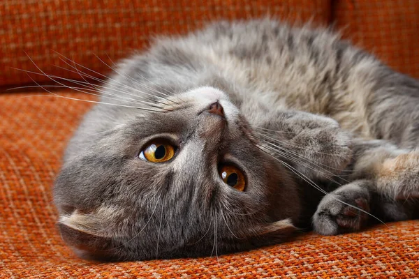 Belo Gato Prega Escocês Cor Cinza Raça Moda Descansando Deitado — Fotografia de Stock