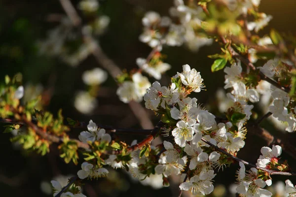 Kvetoucí Ovocné Stromy Při Západu Slunce Tónované — Stock fotografie