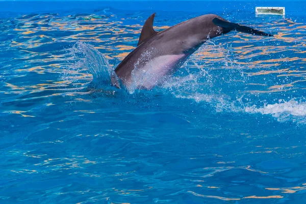 Tail of a dolphin diving into the water with a place to place an inscription or text, background