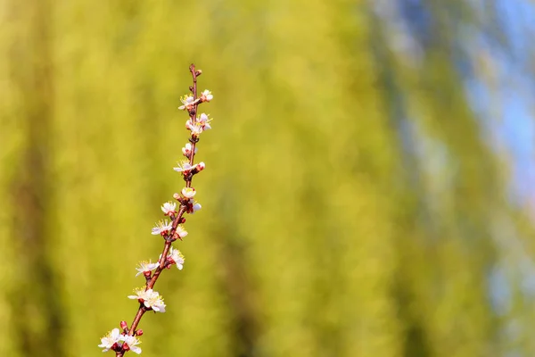 Frühling Blühende Obstbäume Hintergrund — Stockfoto