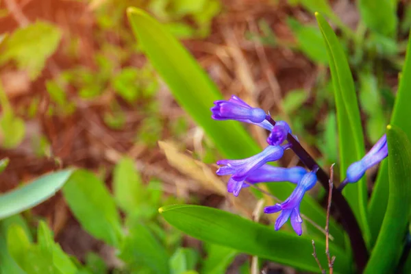 Forêt Bleue Fleurs Sauvages Fond Tonique — Photo