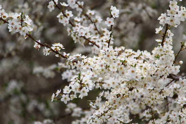 Ramas Árboles Con Flores Principios Primavera — Foto de Stock