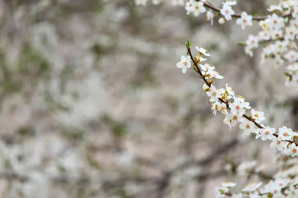 Les Arbres Fruitiers Fleurissent Début Printemps — Photo