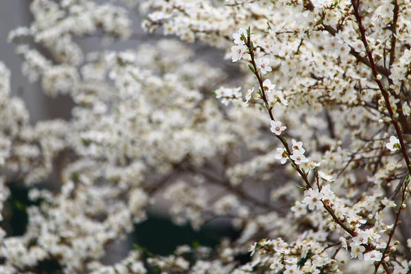 Branches Arbres Jardin Fleurs Début Printemps Lever Soleil — Photo