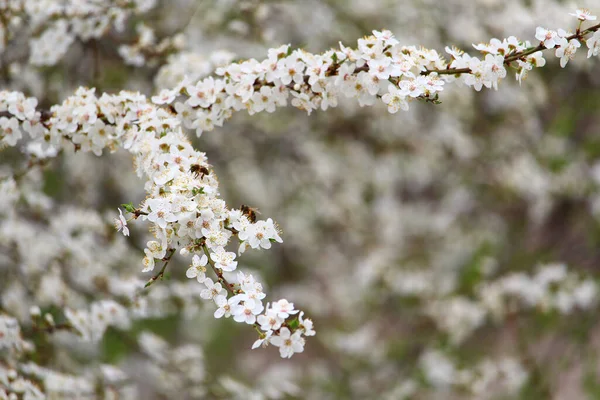 Ветви Цветущих Садовых Деревьев Ранней Весной — стоковое фото