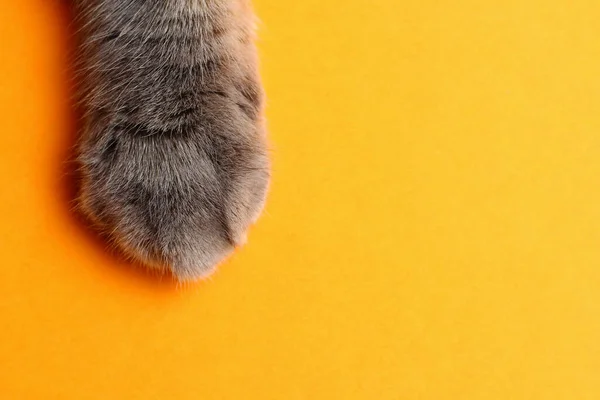 Yazı veya metin için yeri olan sarı arkaplan üzerinde kedi ayağı