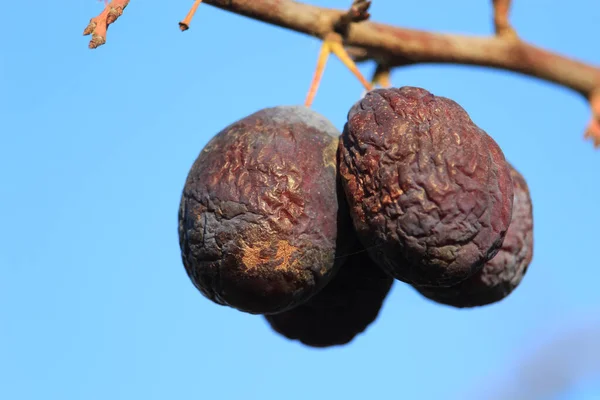 Dry plums on a tree, prunes, natural technology of turning fruits into dried fruits