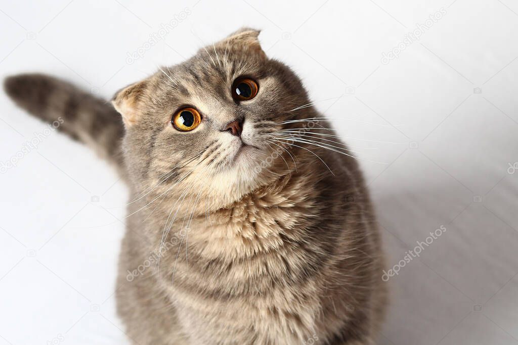 A beautiful cat of a fashionable breed Scottish fold asks to eat