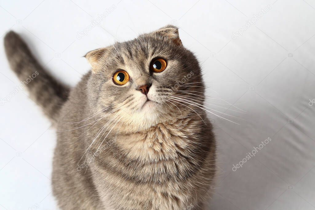 Beautiful cat of fashionable breed Scottish fold on a white bed
