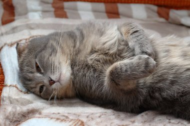 Kedi sırtüstü uyuyor. Bu cins İskoç sürüsü. Komik bir geçmişi var, neşelen ve gülümse.