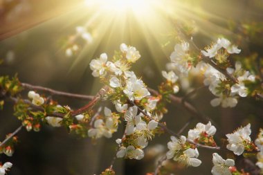 Bahar çiçekli ağaçlar gün doğumunda ya da günbatımında, tonlanmış