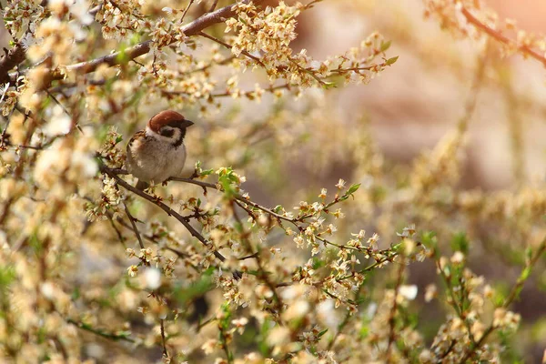 Bruant Oiseau Sur Arbre Fleurs Début Printemps Avec Place Pour — Photo