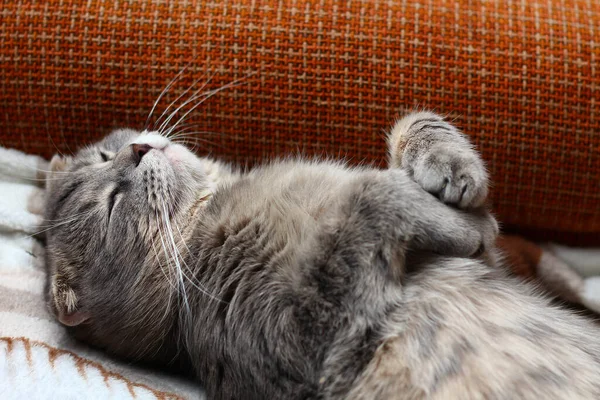 这只猫正仰卧着睡觉 该品种是苏格兰品种 有趣的背景 让你笑 — 图库照片