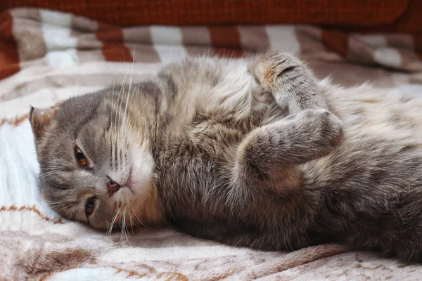 Kedi sırtüstü uyuyor. Bu cins İskoç sürüsü. Komik bir geçmişi var, neşelen ve gülümse.