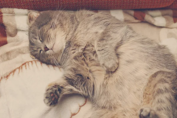 Γάτα Κοιμάται Ανάσκελα Ράτσα Είναι Σκωτσέζικη Αστείο Φόντο Ζητωκραυγάζει Και — Φωτογραφία Αρχείου