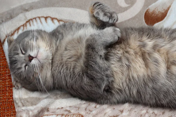 Cat Sleeping Its Back Breed Scottish Fold Funny Background Cheers — Stock Photo, Image