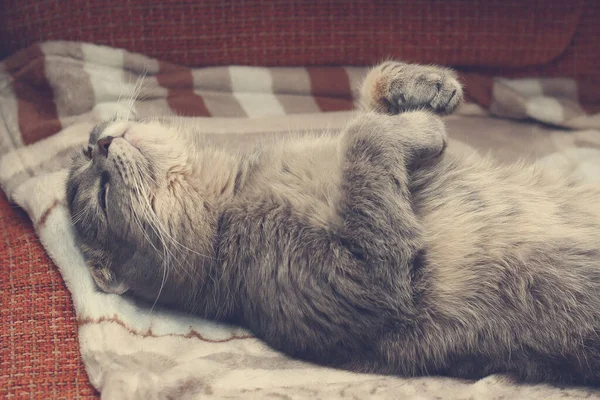 Cat Sleeping Its Back Breed Scottish Fold Funny Background Cheers — Stock Photo, Image