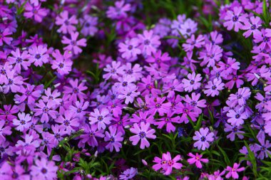 Çiçek tarlasında güzel taze çiçekler, arka plan