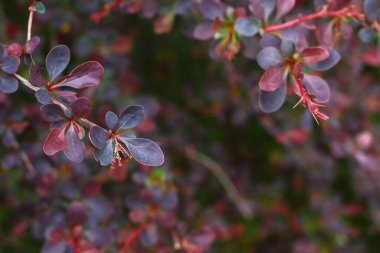 Bir ağacın güzel taze yaprakları, arka plan