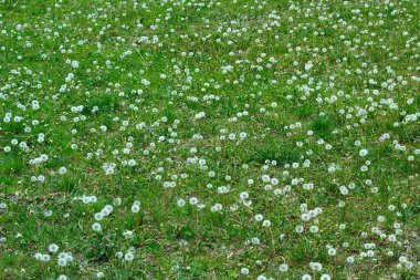 Beyaz çiçekli karahindiba çiçekli güzel yeşil çayır.