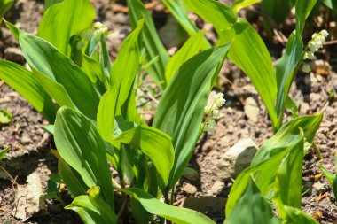 İlkbaharda ormanın arka planında, vadinin taze zambaklarıyla dolu güzel bir çayır.