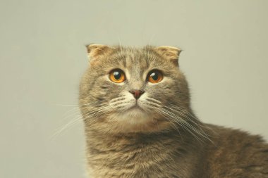 İskoç soyunun güzel ve zeki kedisi gri bir arka planda, tonlanmış