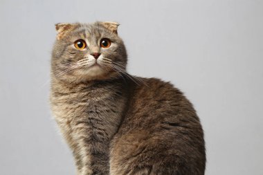 İskoç soyunun güzel ve zeki kedisi gri bir arka planda, tonlanmış