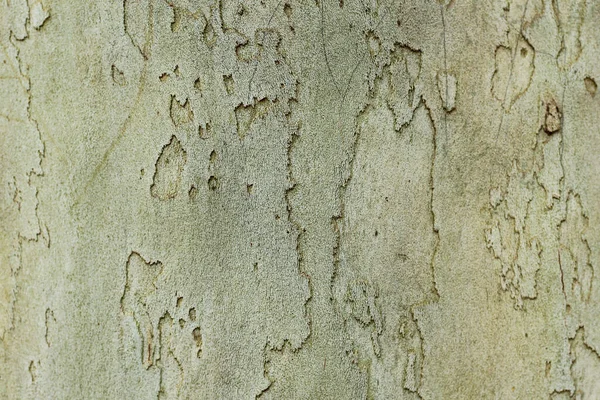 Krásná Textura Přírodního Dřeva Symbolické Abstraktní Pozadí — Stock fotografie
