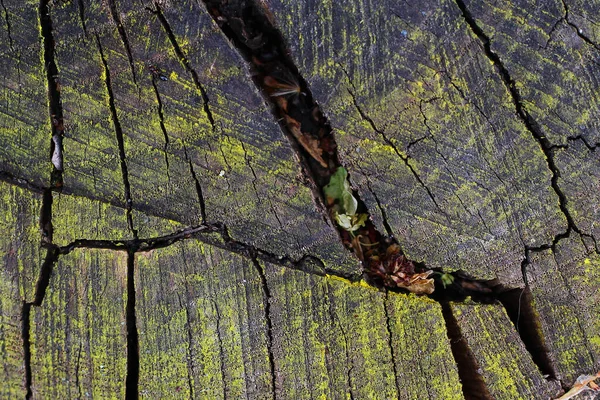 Řez Textury Stromu Pařezu Pozadí — Stock fotografie