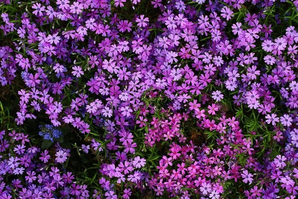 Schöne Frische Blumen Blumenbeet Hintergrund — Stockfoto