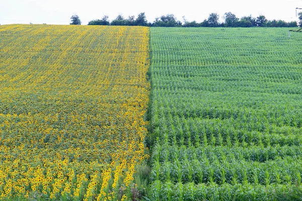 Sonnenblumenfeld Mit Ölsaaten Landwirtschaftlicher Kreativer Symbolischer Hintergrund — Stockfoto