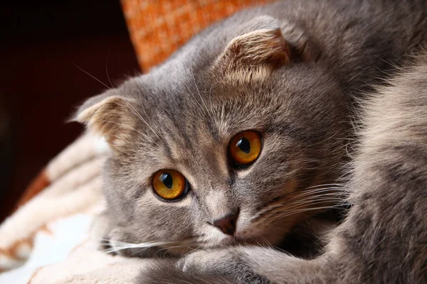 Beautiful and smart Scottish fold cat of gray color, fashionable breed. Rest on a sofa