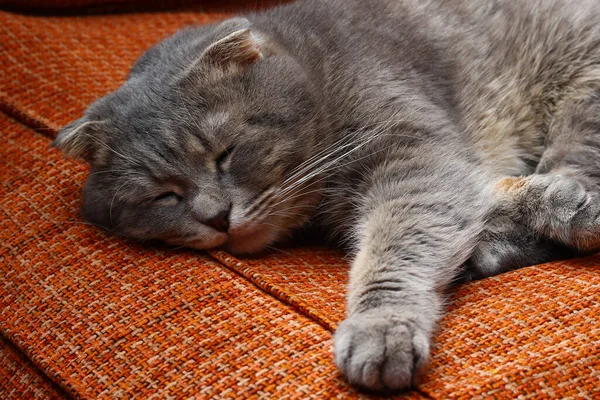 Beautiful Scottish Fold Cat Gray Color Fashionable Breed Sleeping Sweetly — Stock Photo, Image